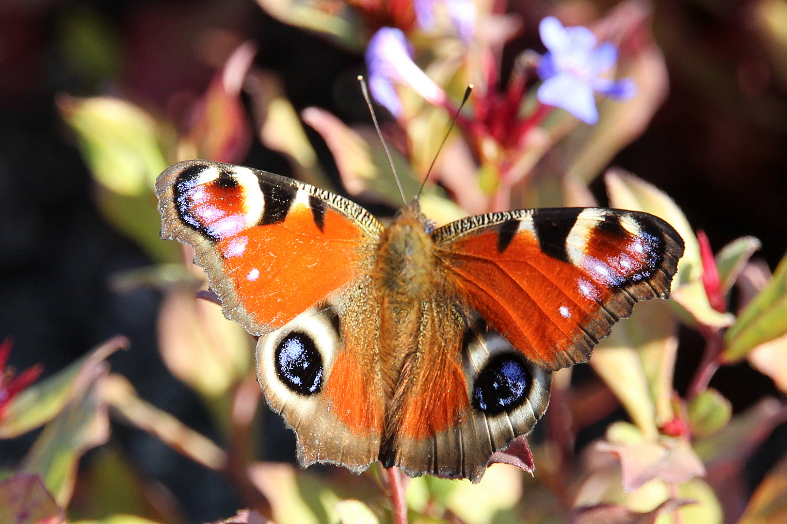 Sommerliches im Herbst