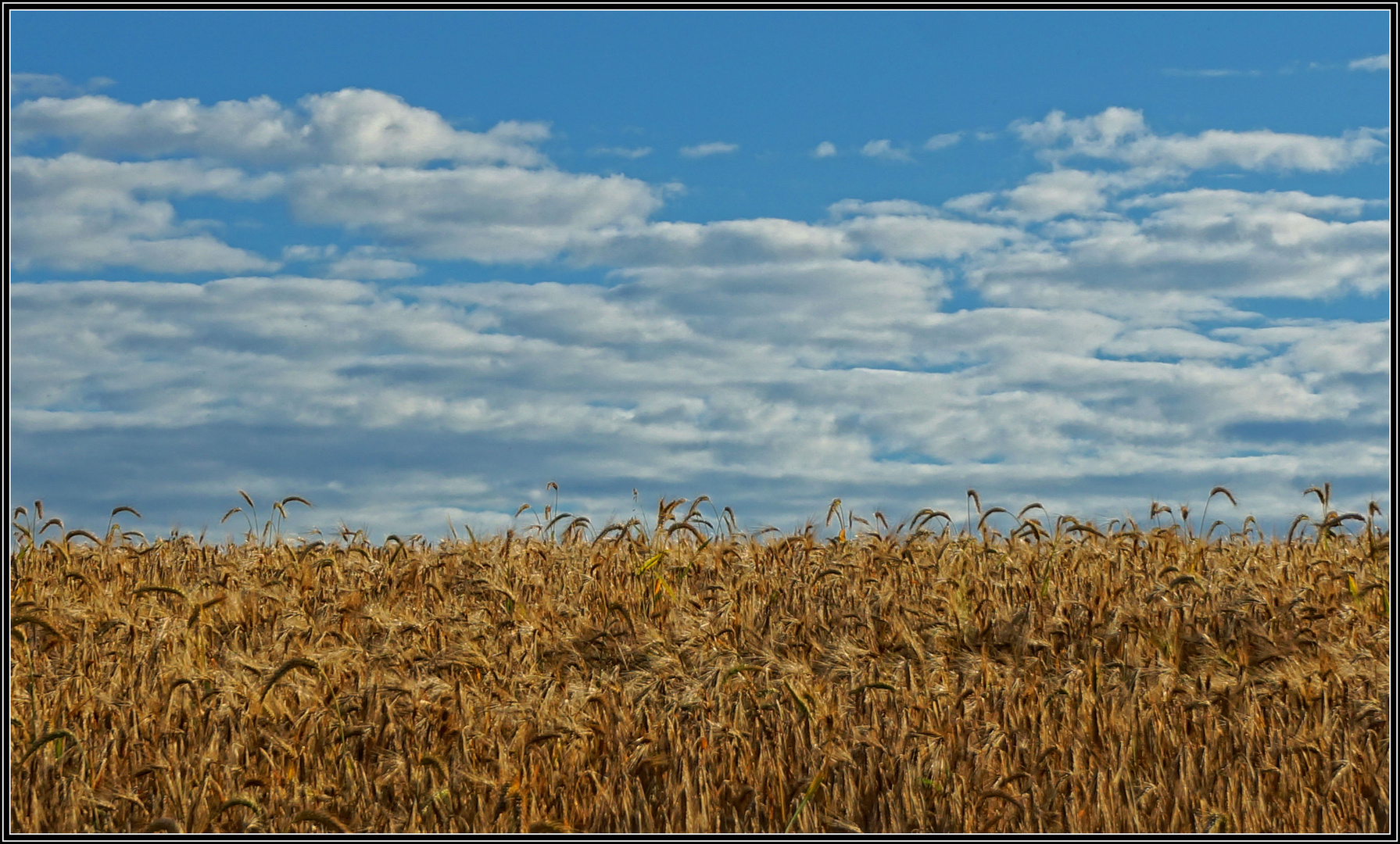 Sommerliches Kornfeld