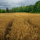 Sommerliches Kornfeld