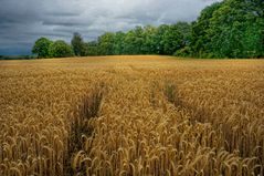 Sommerliches Kornfeld