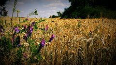 Sommerliches Kornfeld (reloaded)