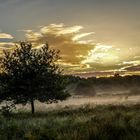 Sommerliches Lichtspiel