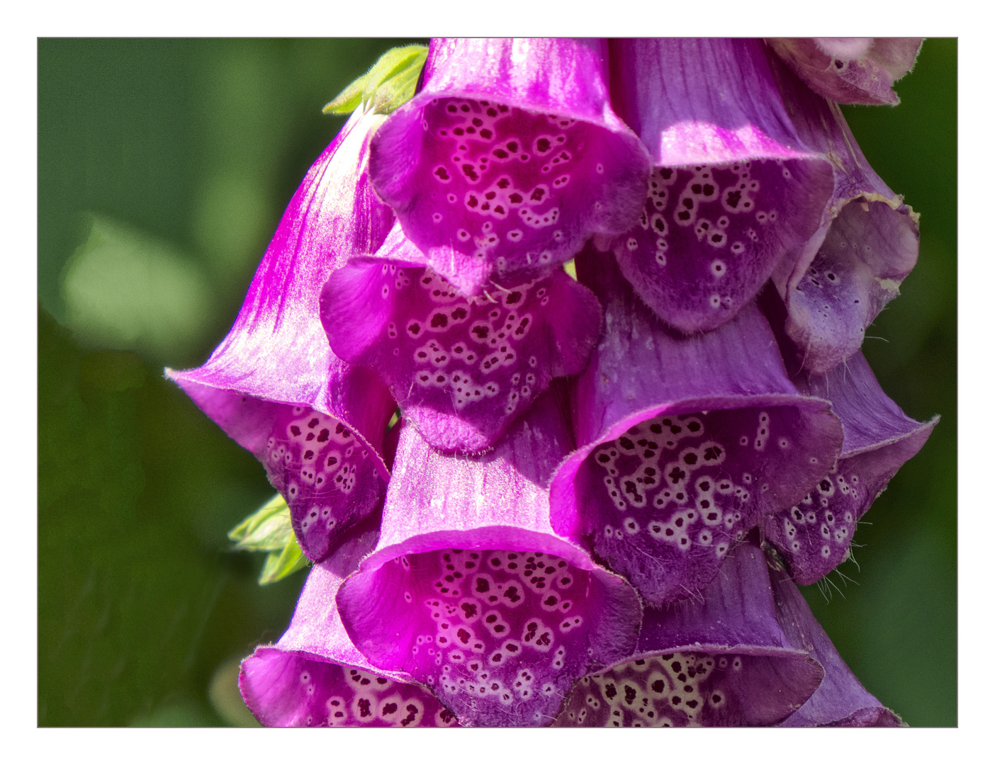 Sommerliches Mittwochsblümchen