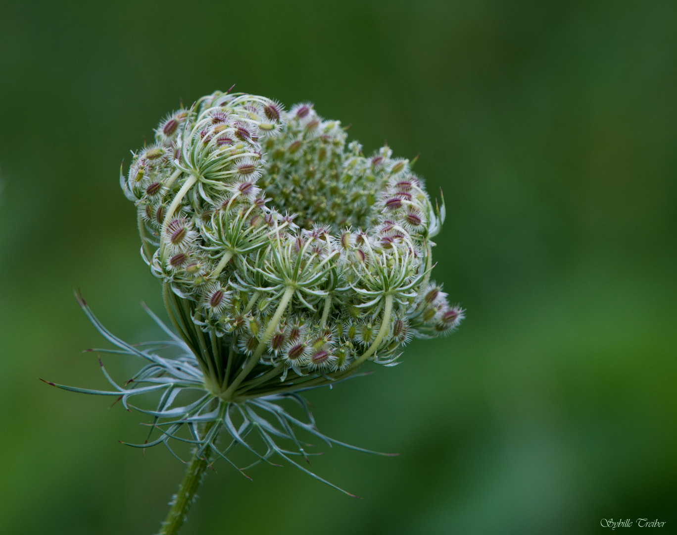 Sommerliches Mittwochsblümchen