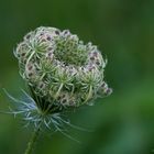 Sommerliches Mittwochsblümchen