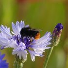 Sommerliches Mittwochsblümchen