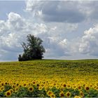 sommerliches Oberbayern