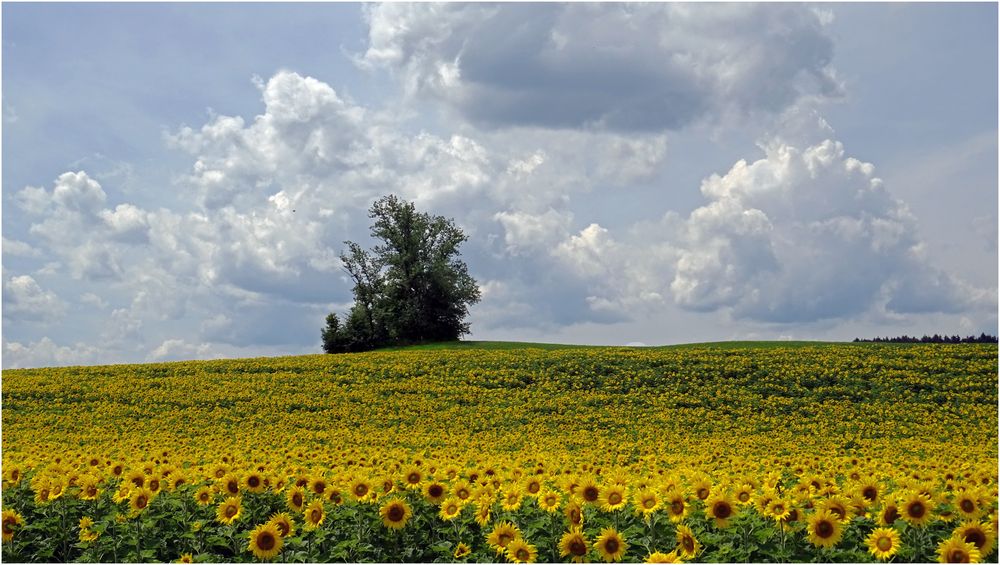 sommerliches Oberbayern