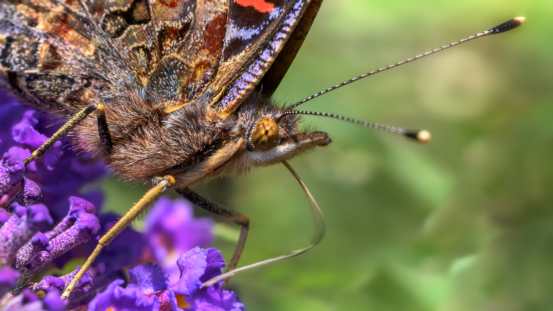 Sommerliches Schlürfen