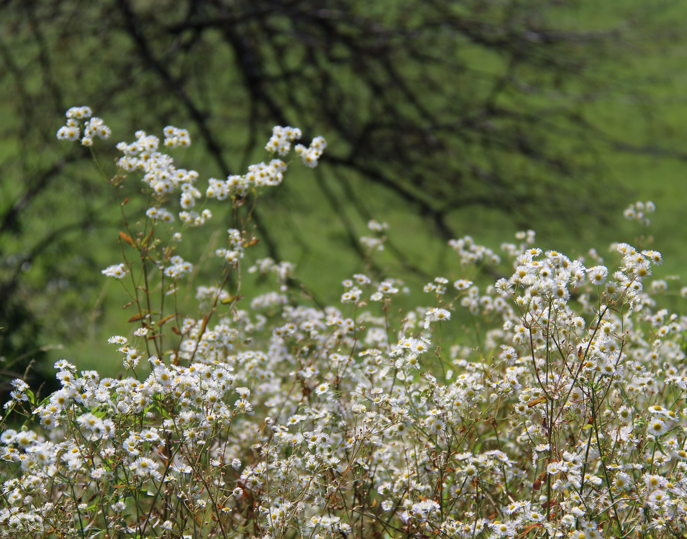 Sommerliches Schneegestöber