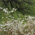 Sommerliches Schneegestöber