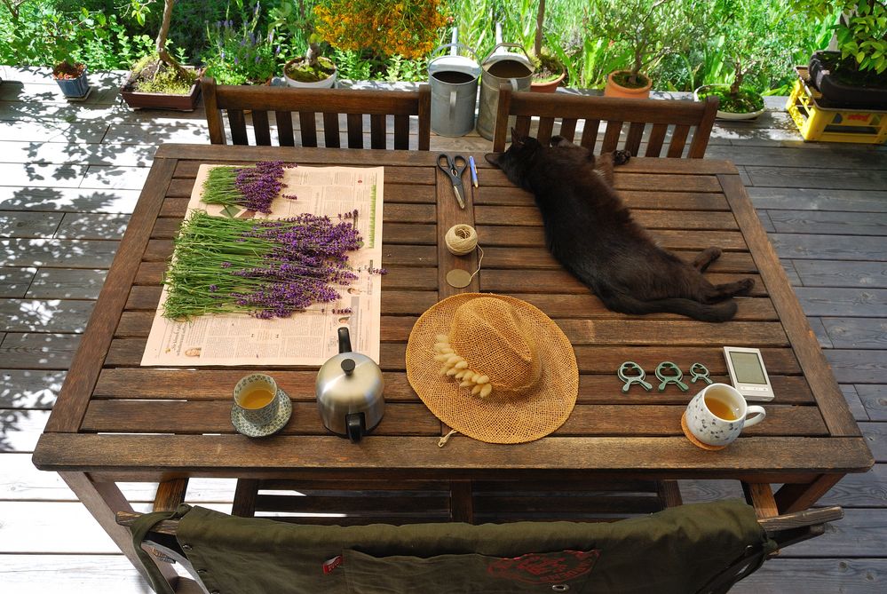 sommerliches Stilleben mit Katze und Grüntee