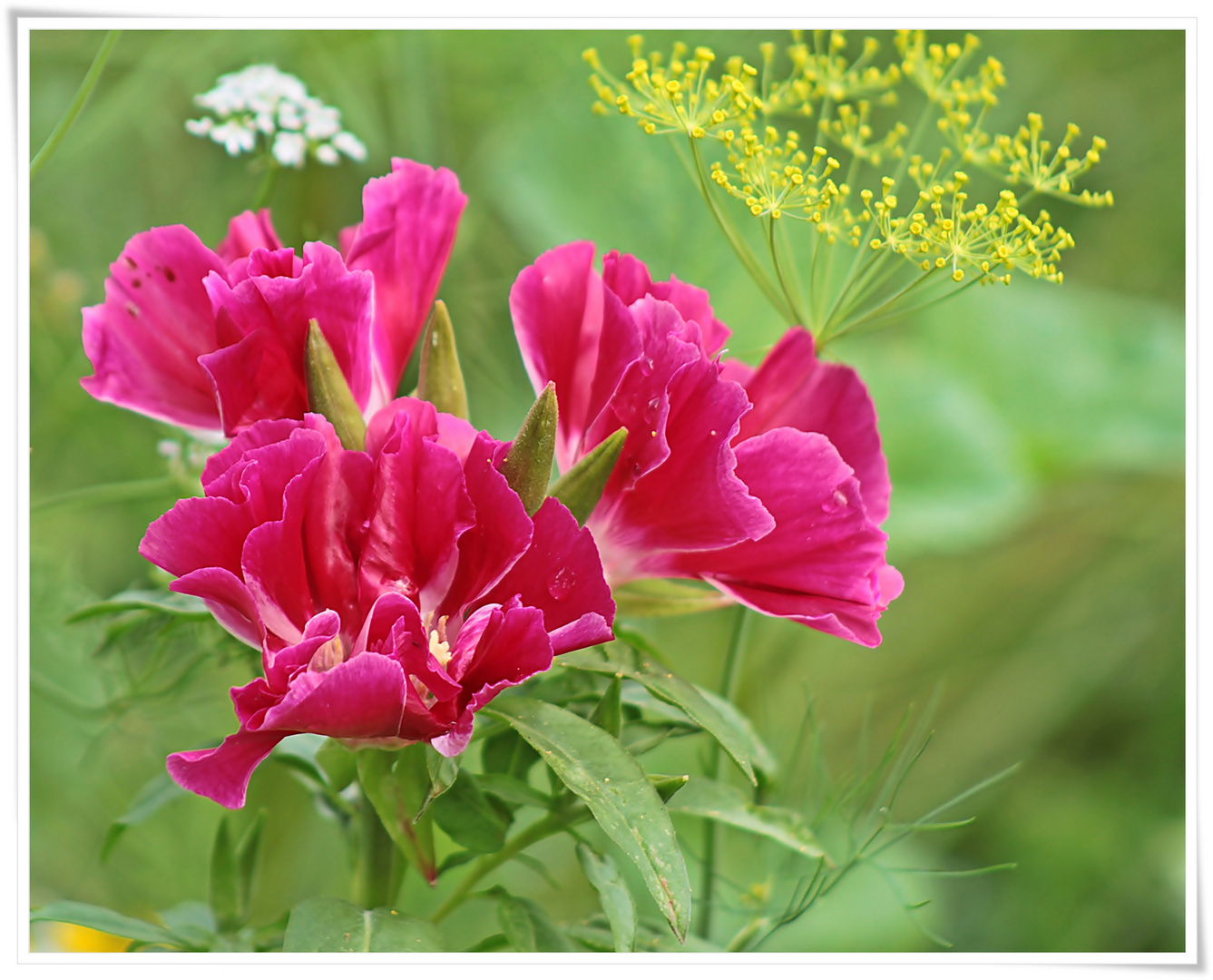 Sommerliches von der Blumenwiese