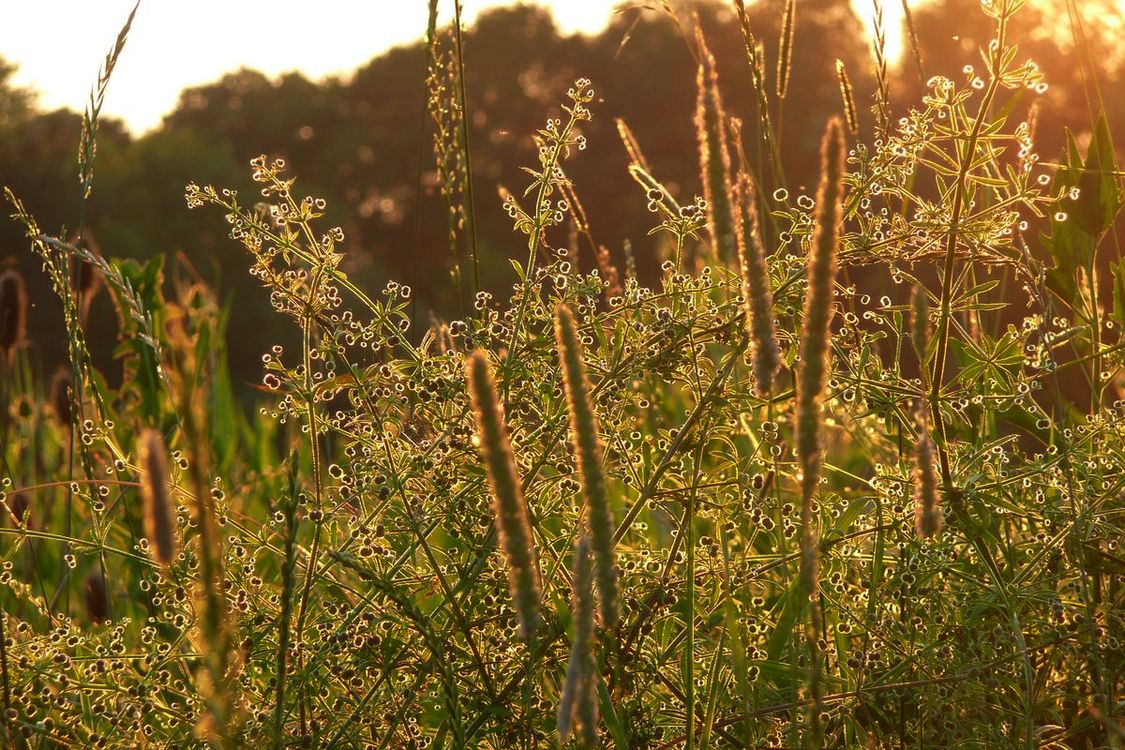 Sommerlich(t)