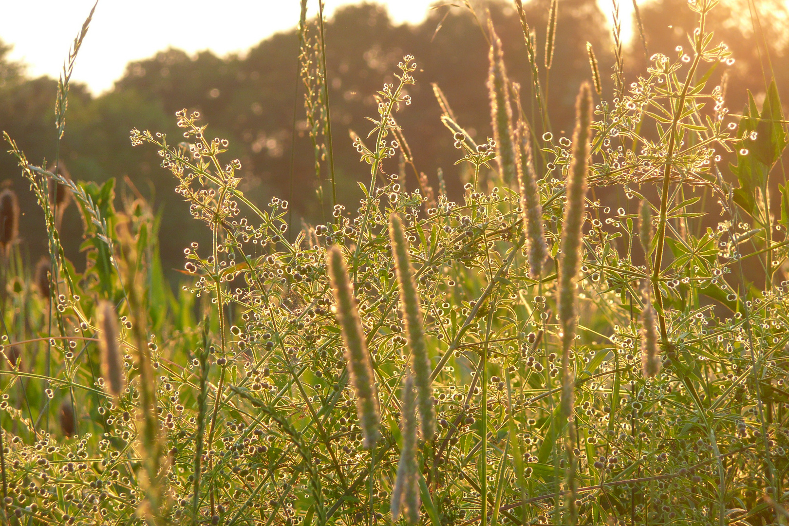 Sommerlich(t)