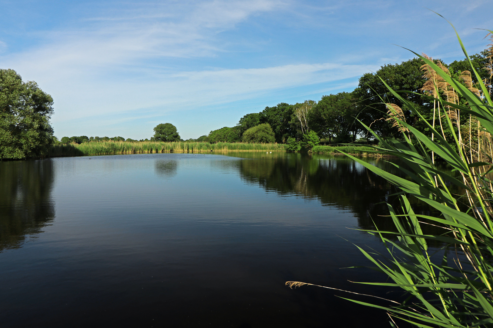 Sommerlicht am Teich