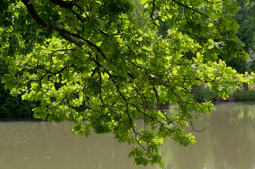 Sommerlicht am Weiher