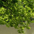 Sommerlicht am Weiher