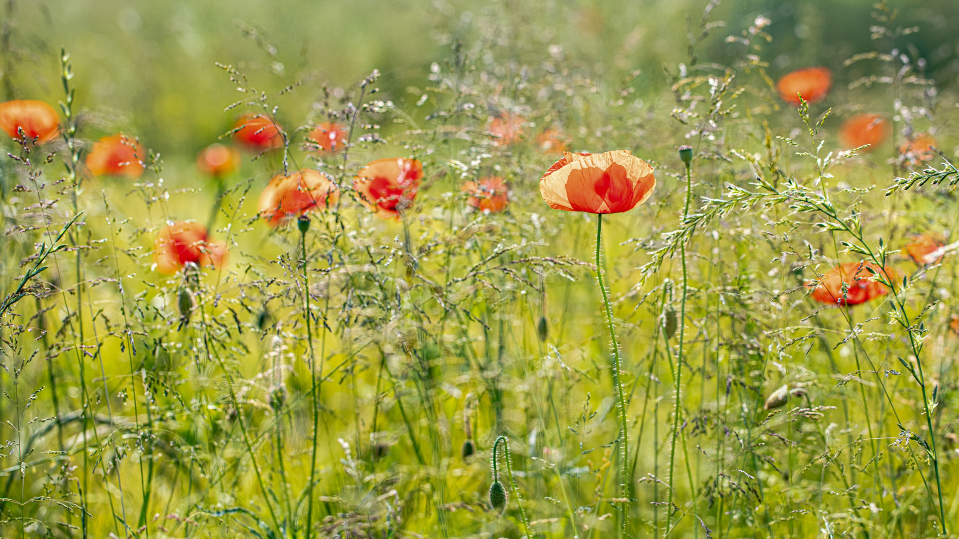 Sommerlicht