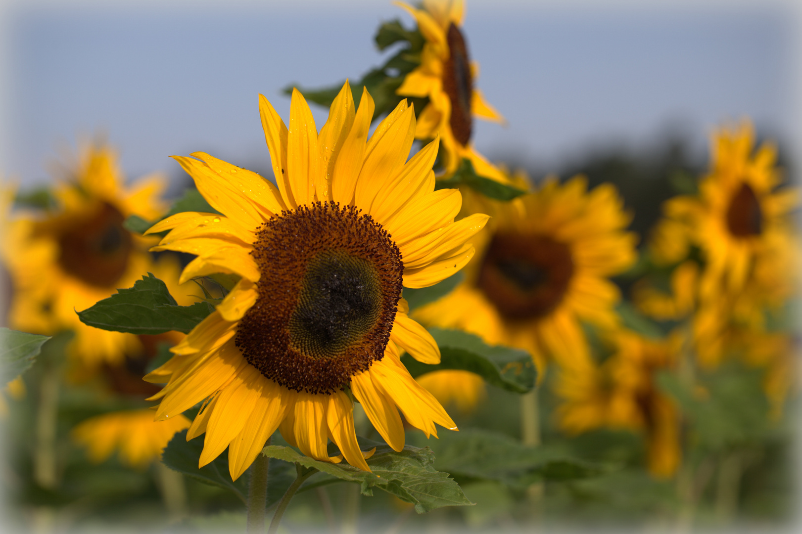 Sommerlicht Sommerlicht