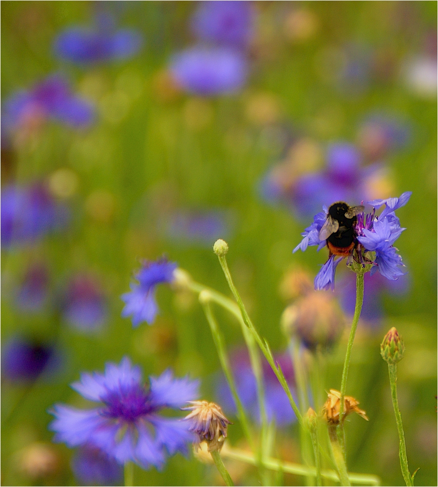 ~Sommer°Licht~