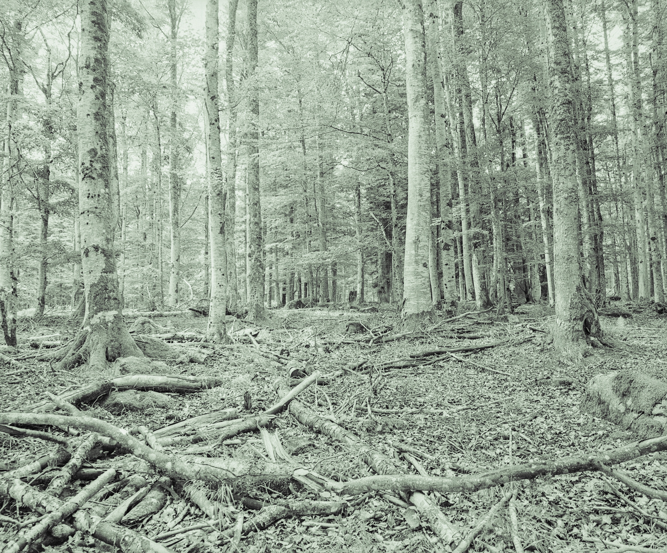 Sommerlicht im Buchenbergwald