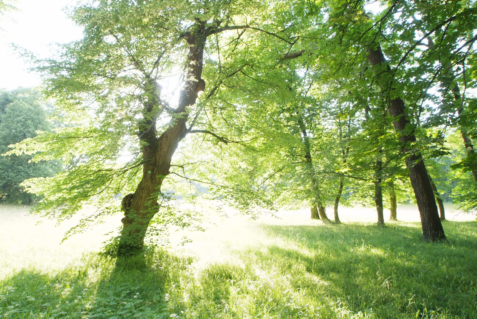 Sommerlicht im Park