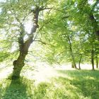 Sommerlicht im Park