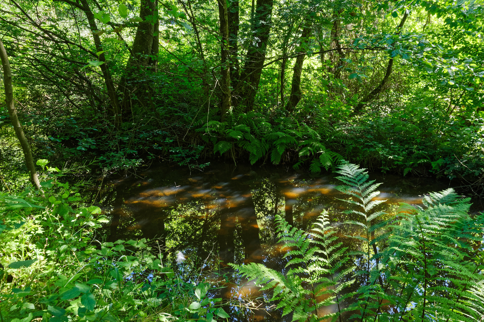 Sommerlichtimpressionen auf dem Waldtümpel