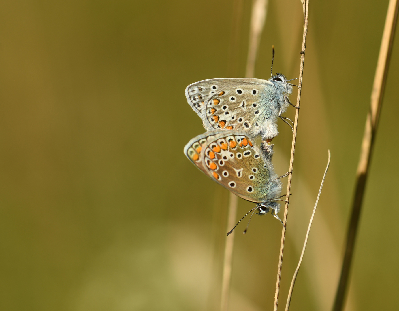 Sommerliebe