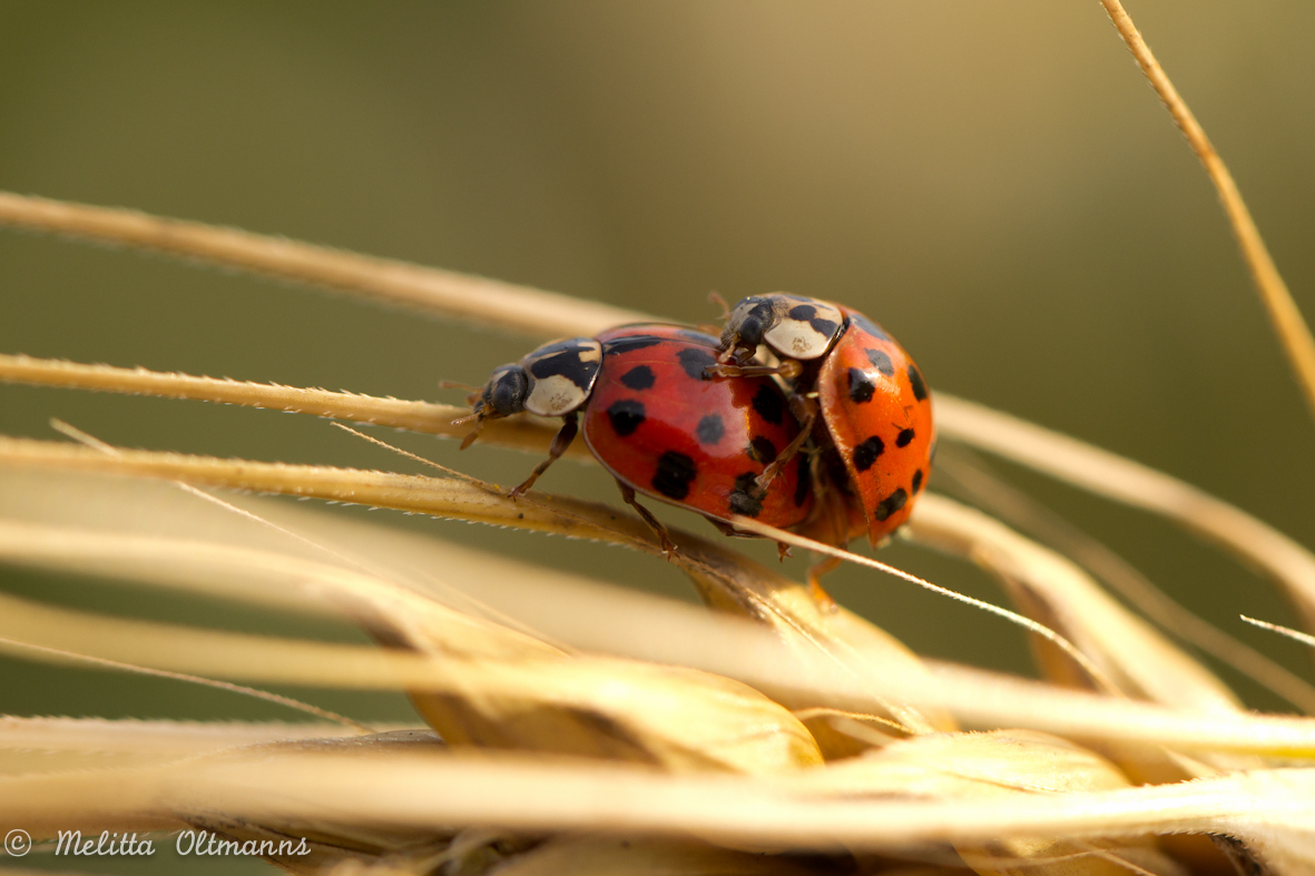 Sommerliebe