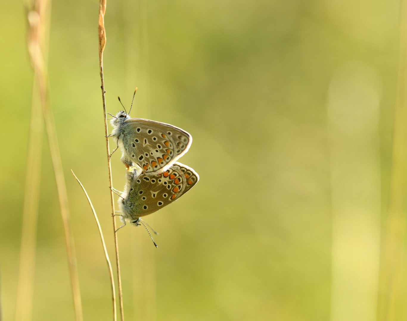 Sommerliebe