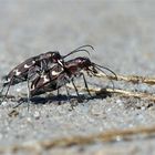 Sommerliebe ...Dünen - Sandlaufkäfer  im heißen Sand