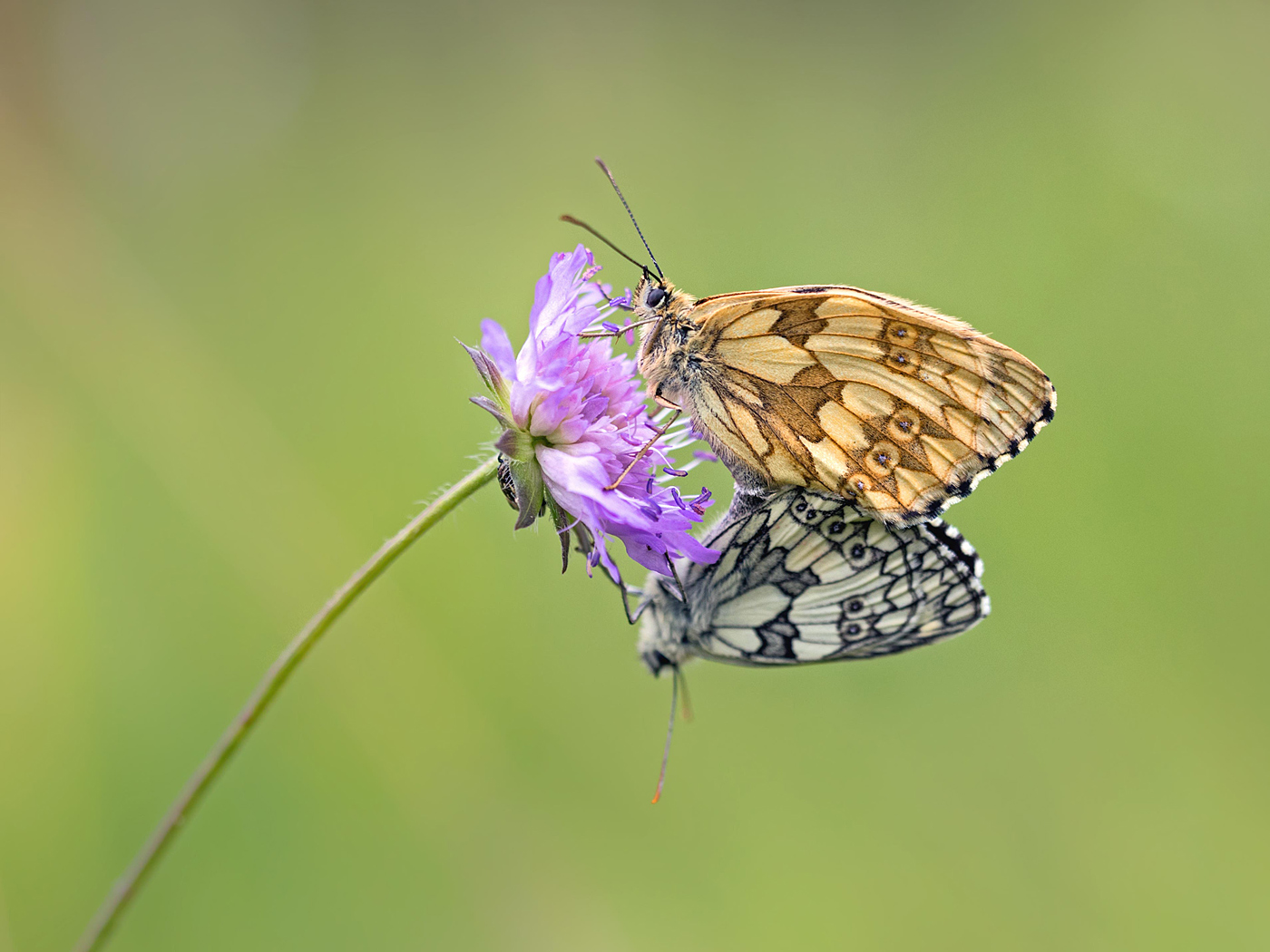 Sommerliebe