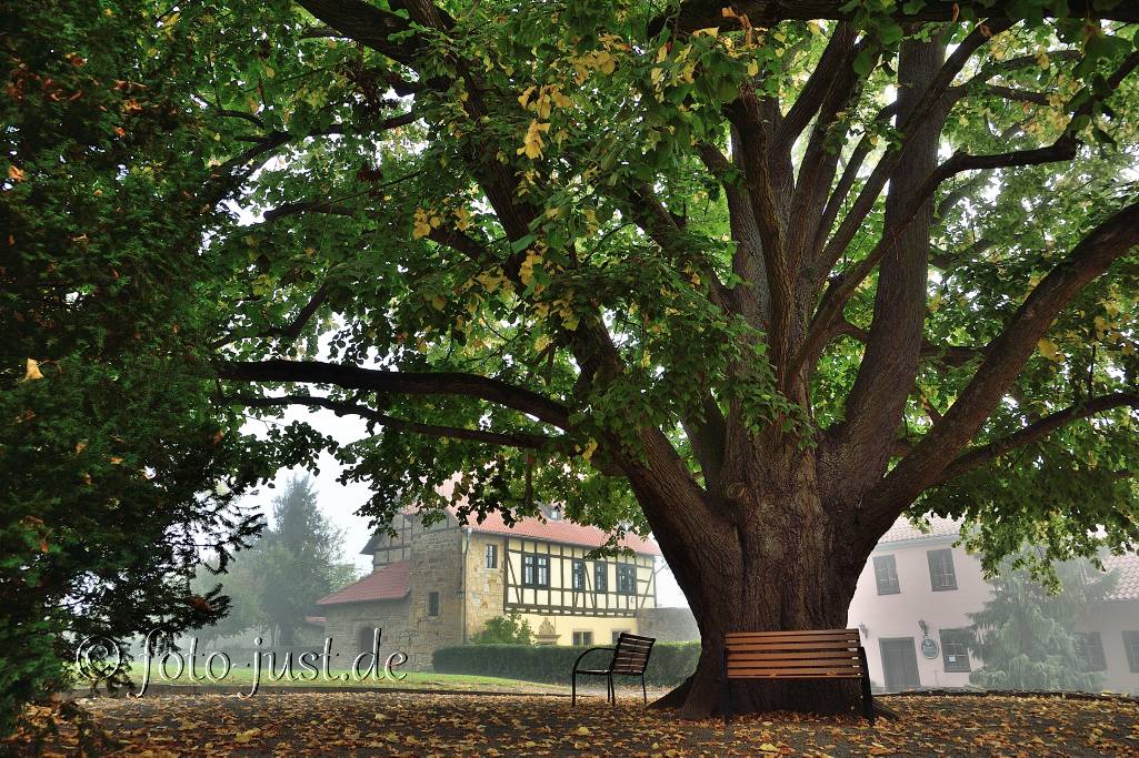 Sommerlinde im Burghof der Creuzburg