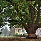 Sommerlinde im Burghof der Creuzburg