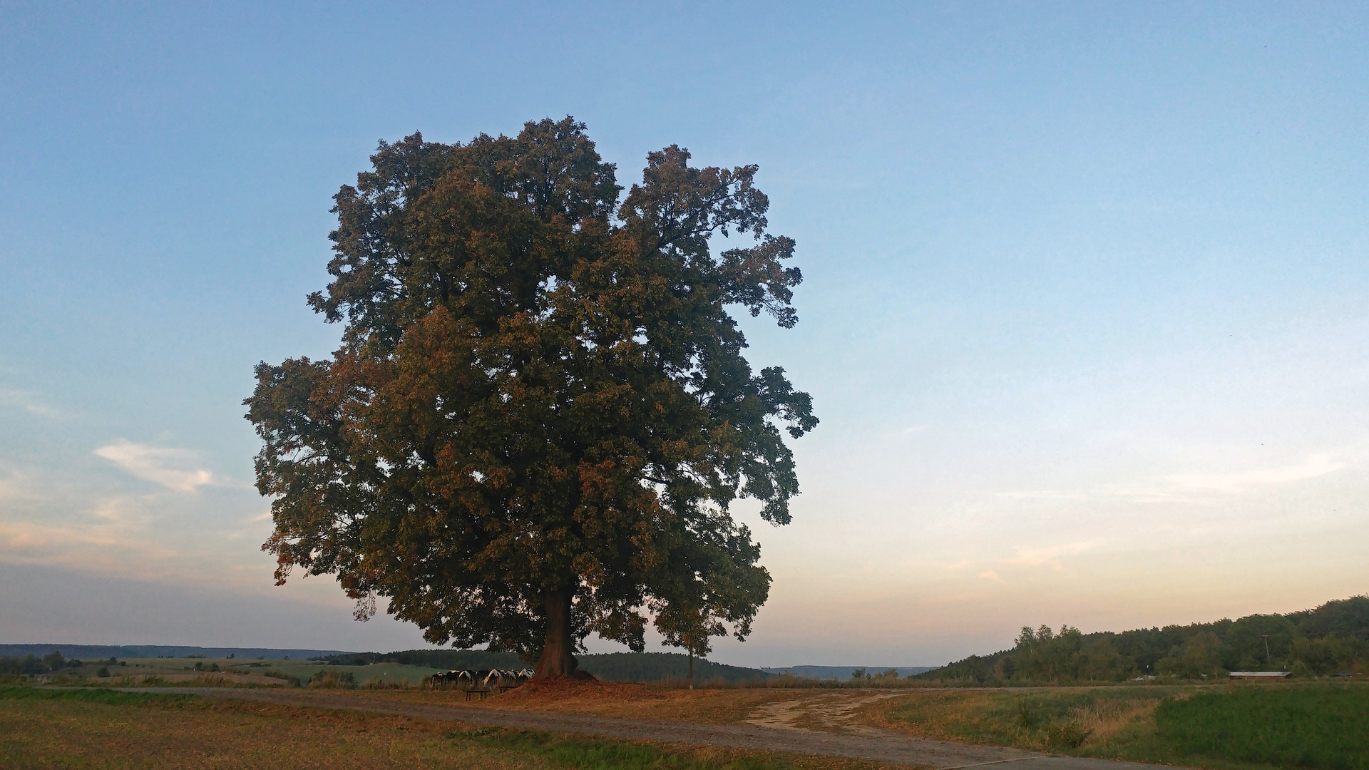 Sommerlinde im Herbst