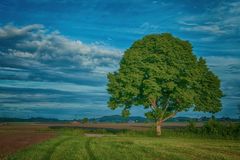 Sommerlinde im Juni