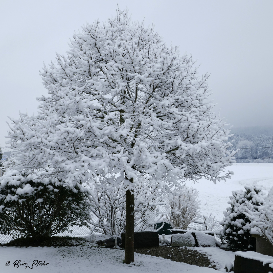 Sommerlinde im Winterkleid