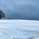 Sommerlinde (Tilia platyphyllos)