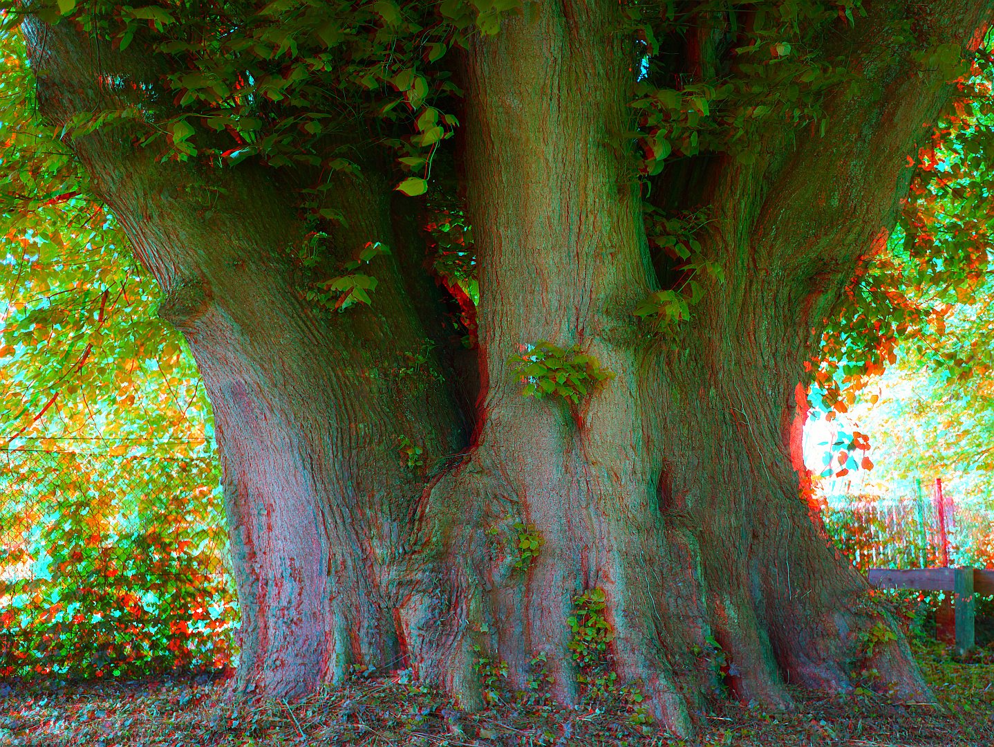 Sommerlinde (Tilia_platyphyllos) (Für Rot/Cyan Brille)