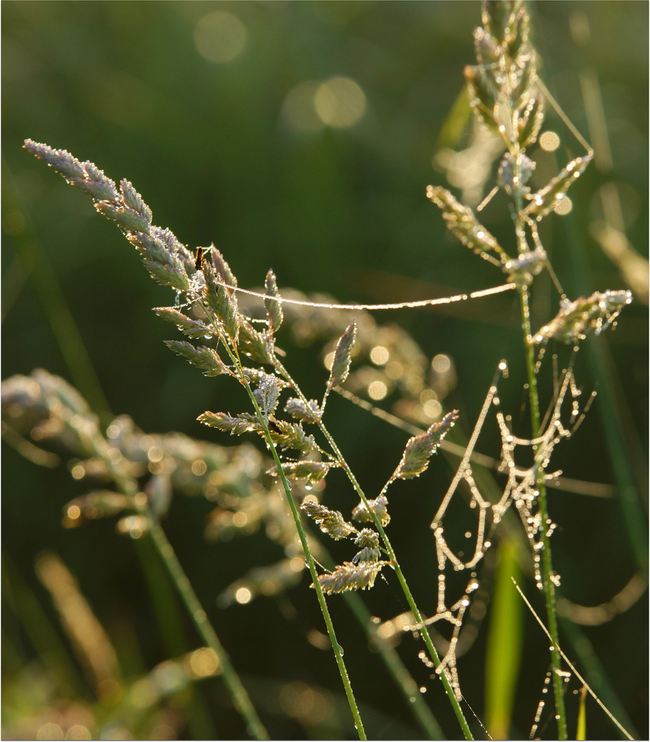 Sommerlust