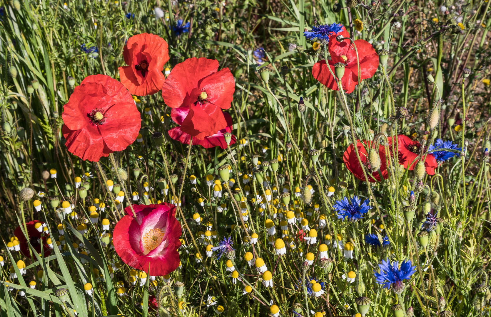 Sommermärchen