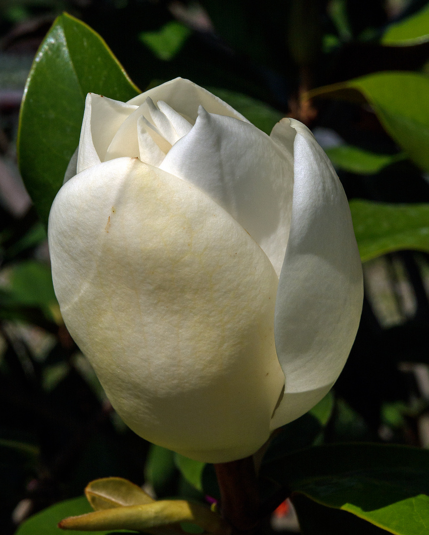 sommermagnolie