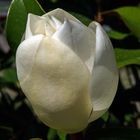 sommermagnolie