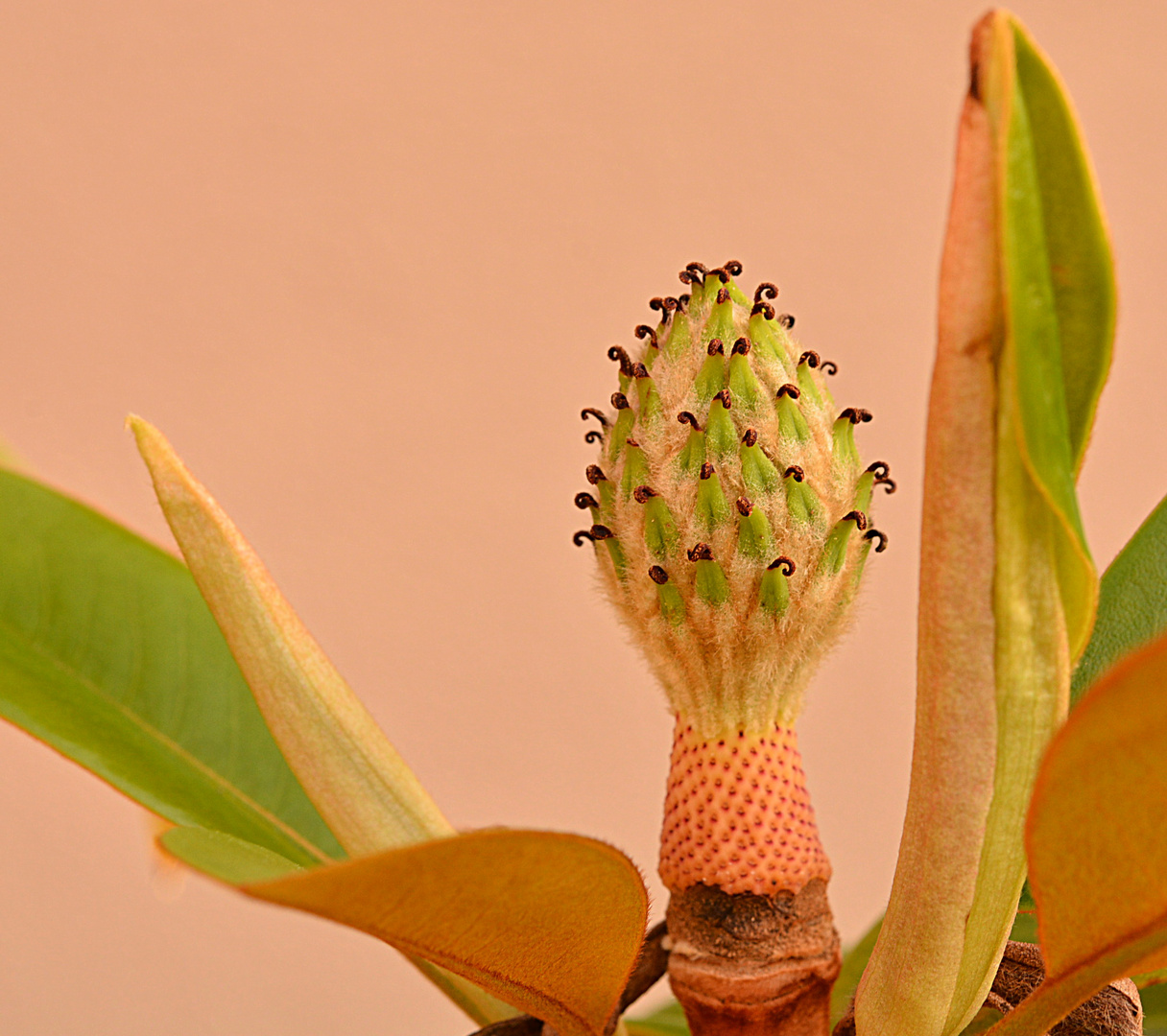 Sommermagnolie mit Frucht