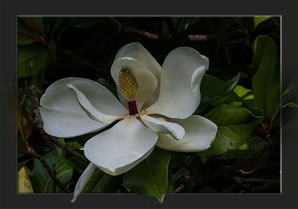 SOMMERMAGNOLIEN