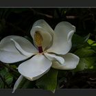 SOMMERMAGNOLIEN