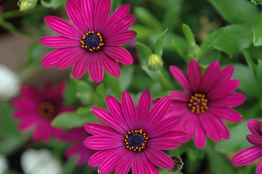 Sommermargerite in pink