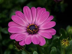 Sommermargerite in pink